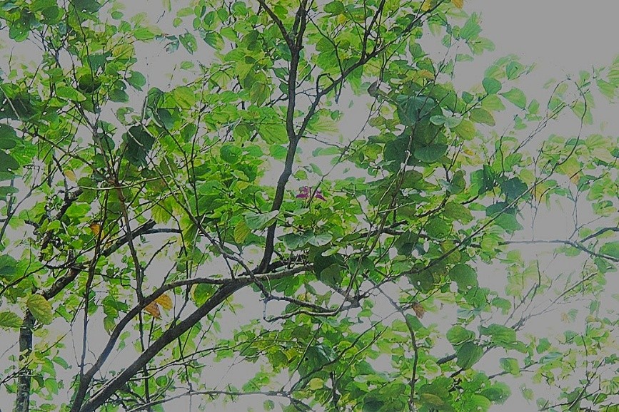 Mountain Ebony