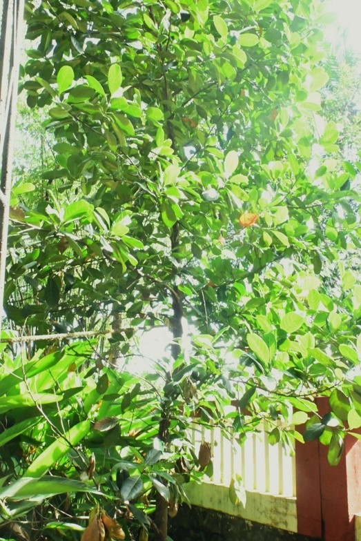 Jackfruit Tree
