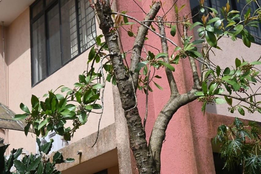 Seashore Ardisia