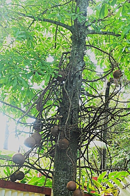 Cannonball Tree