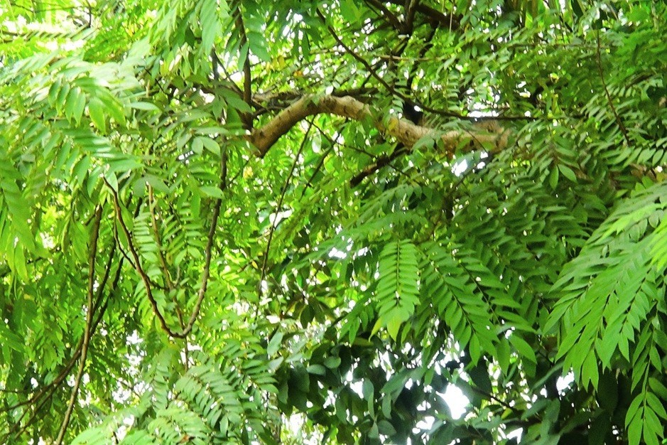 Sophera Senna