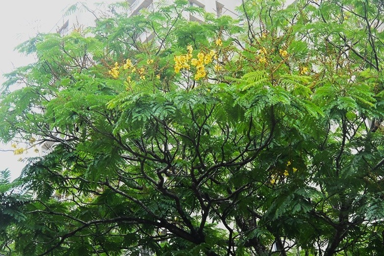 Copper Pod Tree