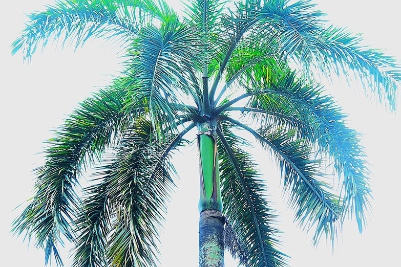 Foxtail Palm