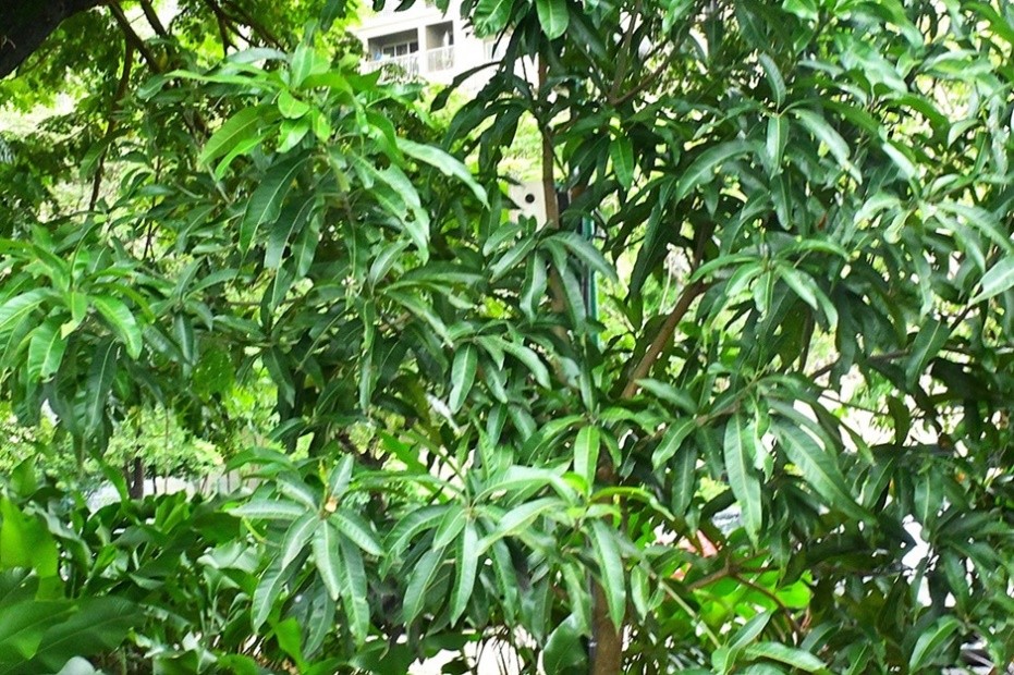 Mango Tree