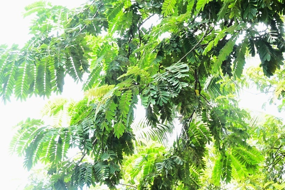 Kassod Tree