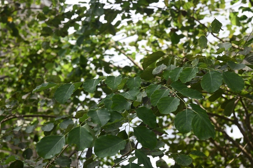 Indian Rosewood