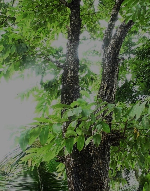 Indian Laurel