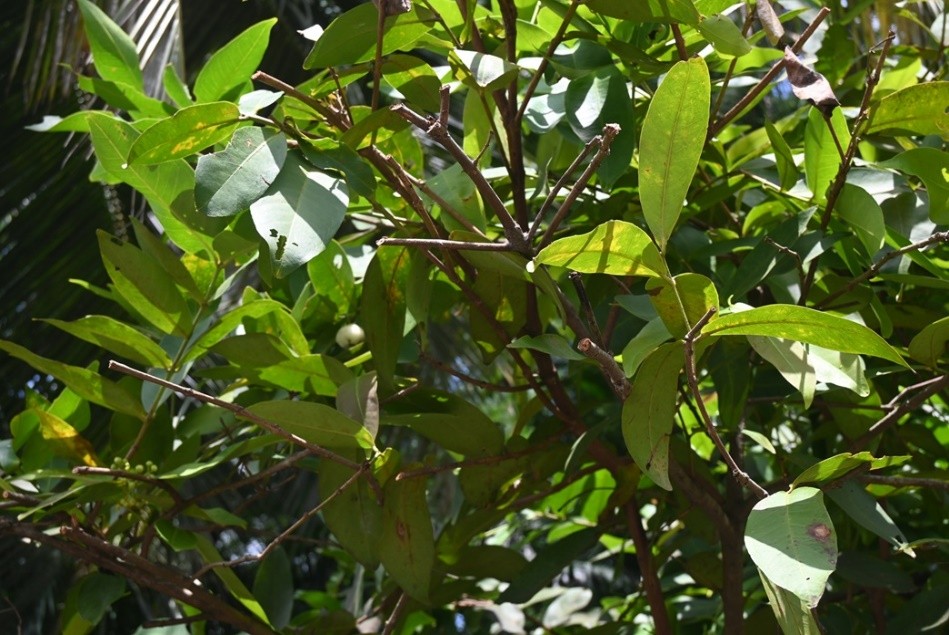 Java Apple