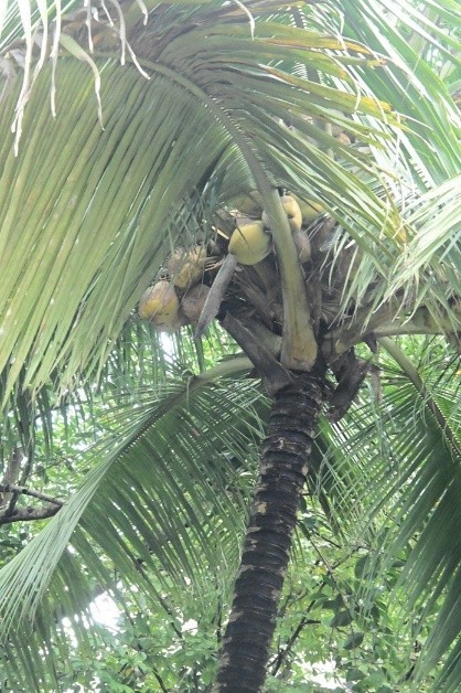 Coconut Tree
