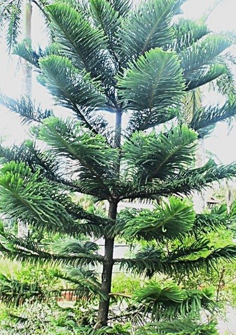 Norfolk Pine