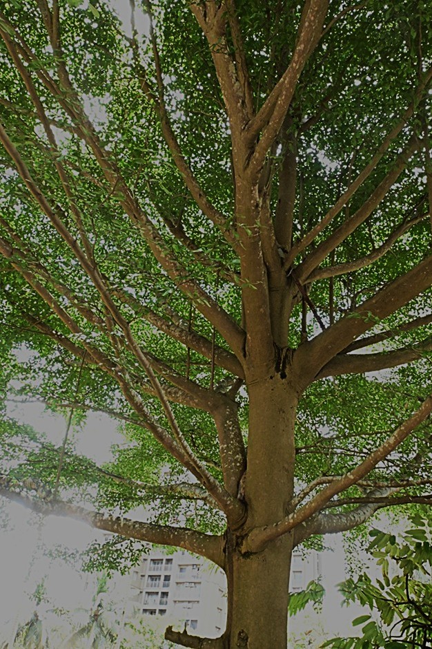 Madagascar Almond