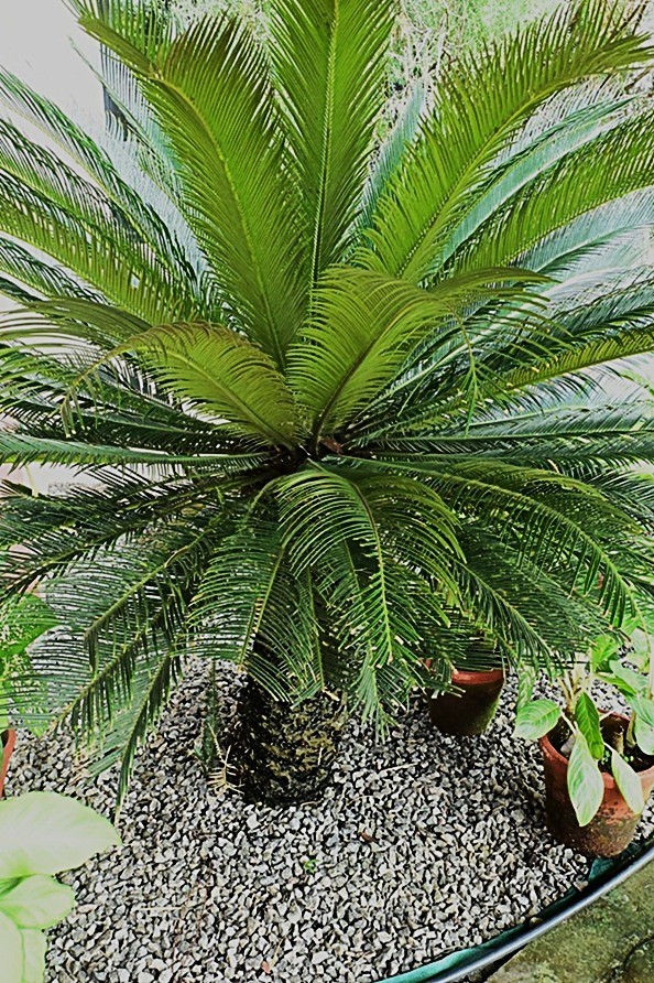 Sago Palm