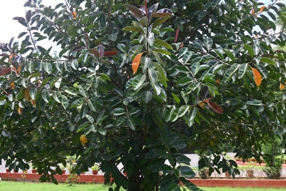 Rubber Fig