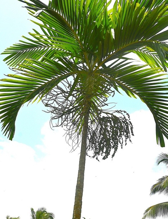 Yellow Palm