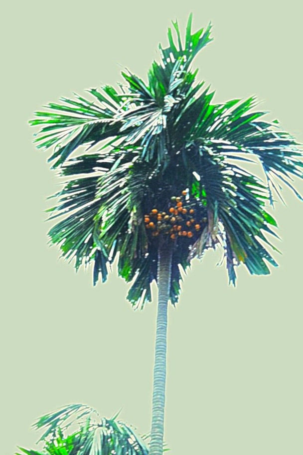 Areca Nut Palm