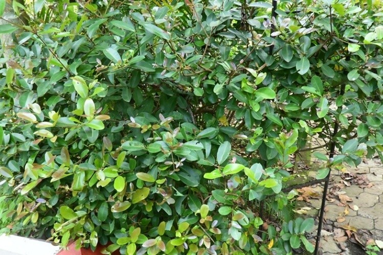 South Indian Plum