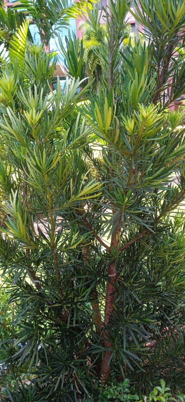 Buddhist Pine