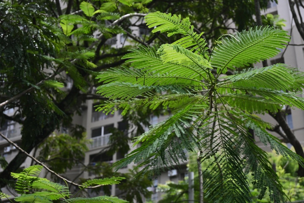 Gulmohar