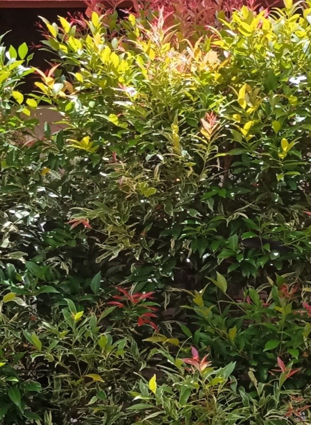 Red Lip Plant