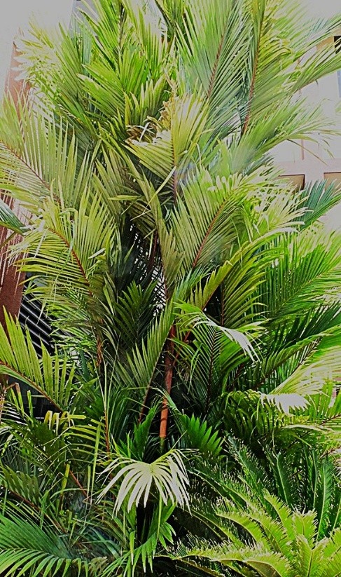 Red Sealing Wax Palm