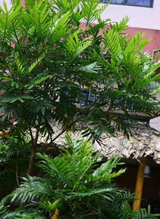 Fern Tree