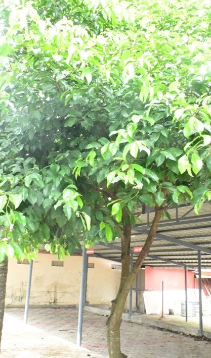 Spanish Cherry