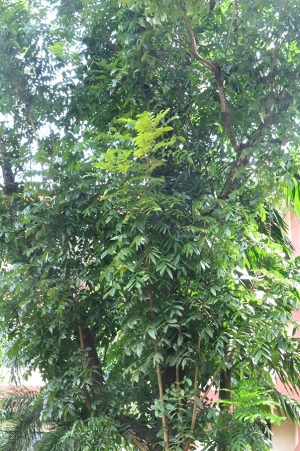 Mahogany