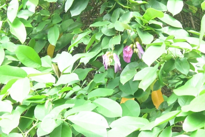 Butterfly Pea Tree