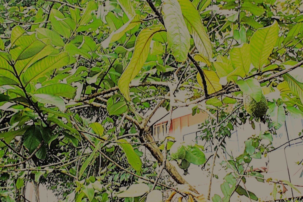 The Common Guava
