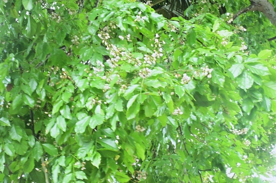 Pongam Tree