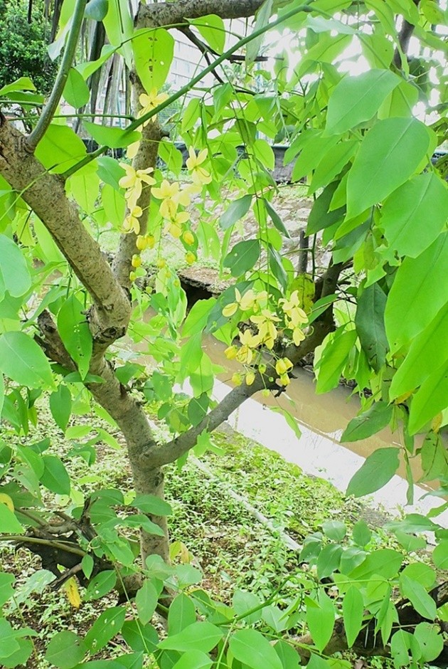 Indian Laburnum