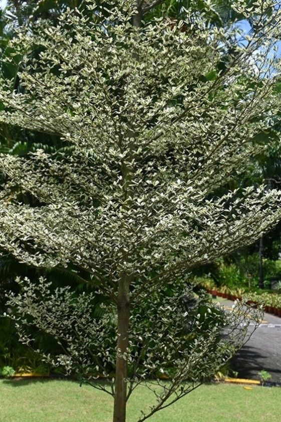 White Terminalia