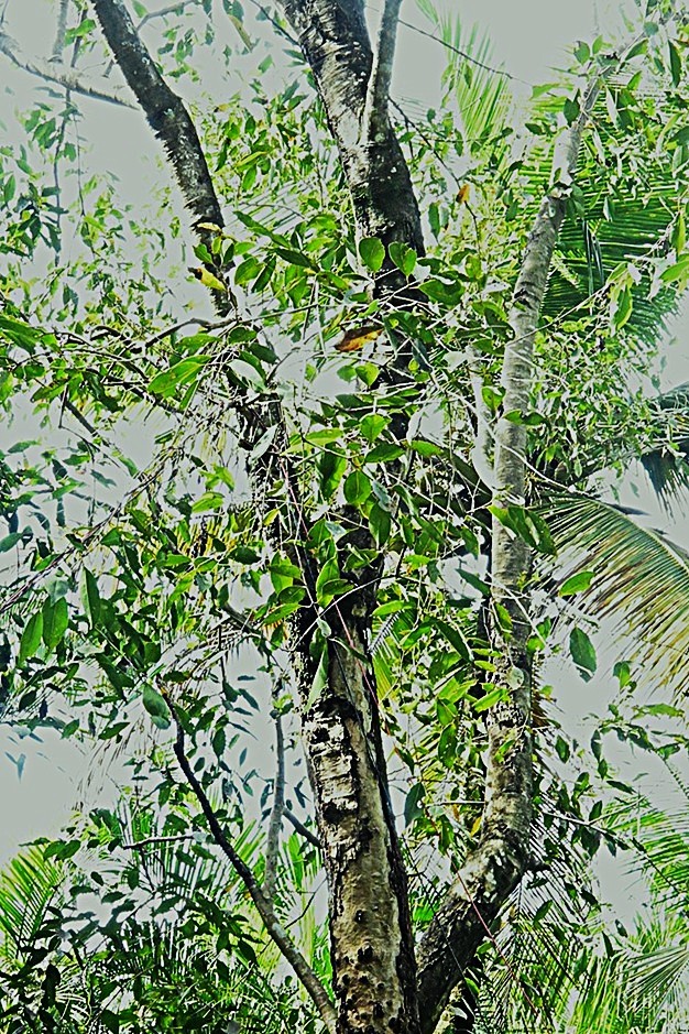 Malabar Plum
