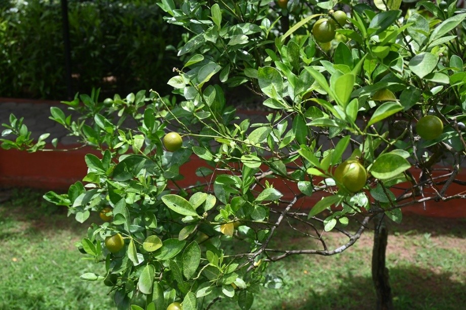 Lemon Tree