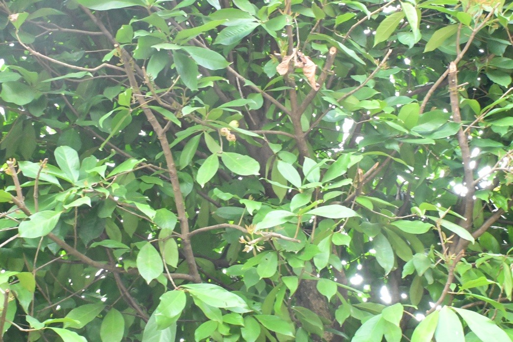 Malay Apple