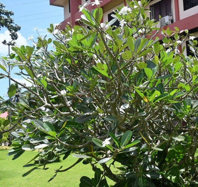 White Frangipani