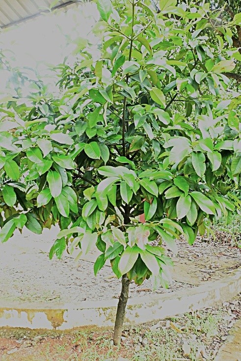 Mangosteen