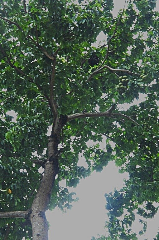 Java Olive Tree