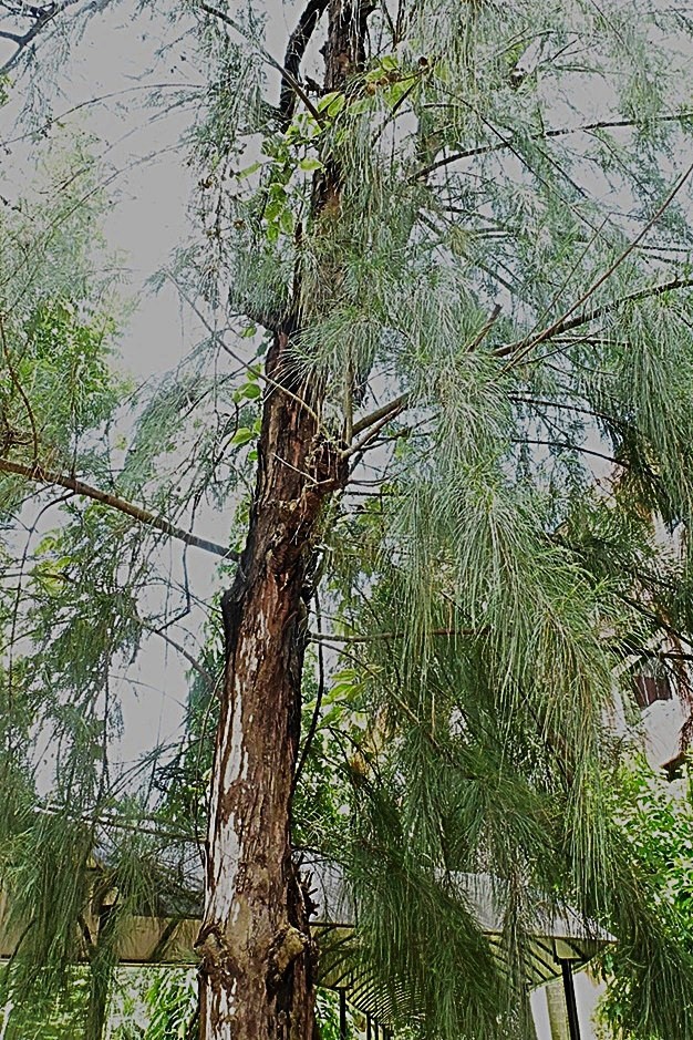 Whistling Pine