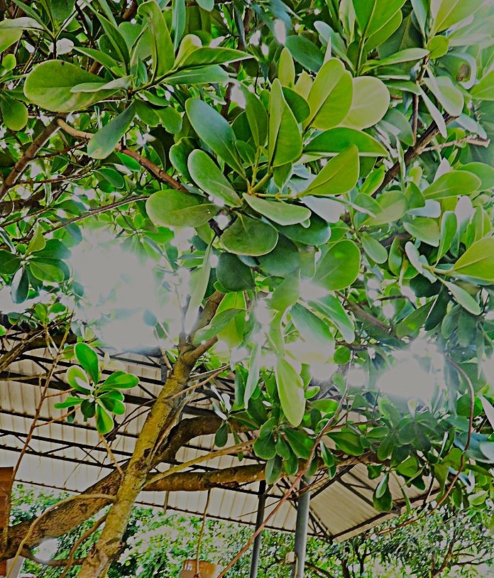 Autograph Tree