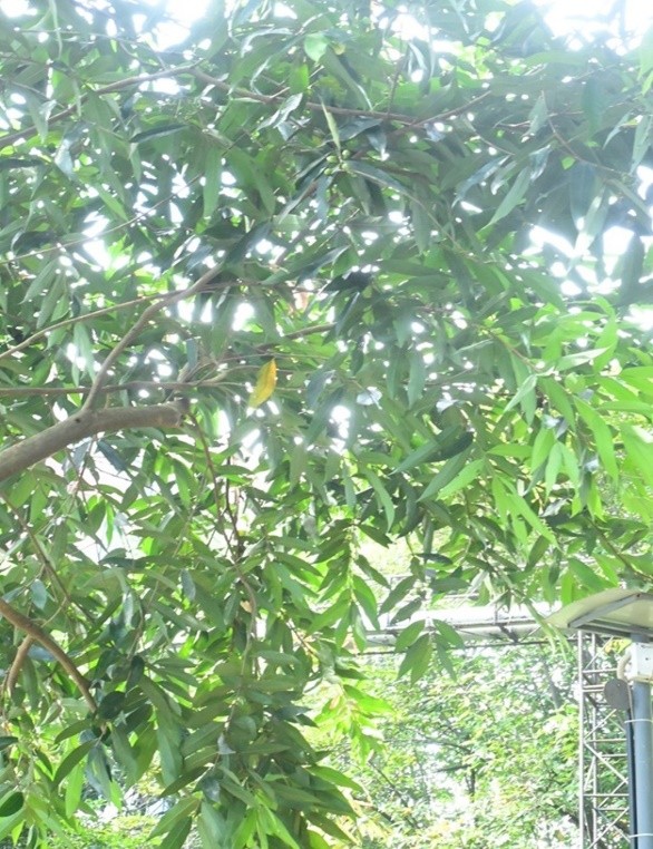 Rose Apple