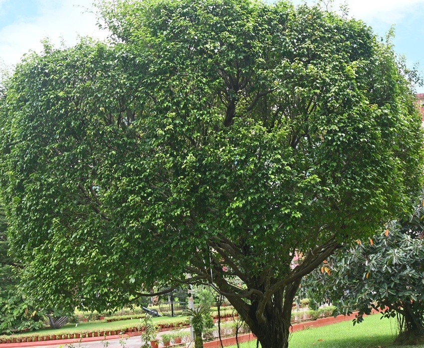 Weeping Fig