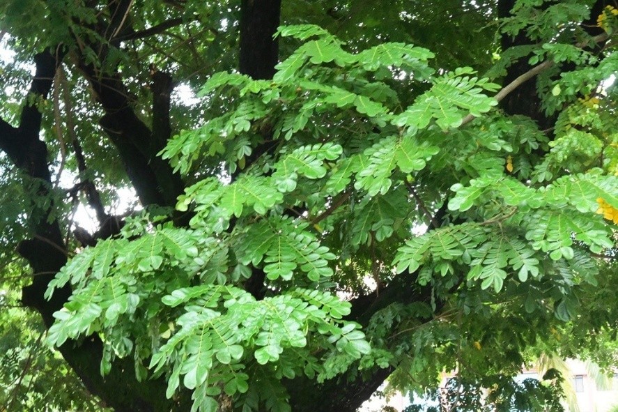 Rain Tree