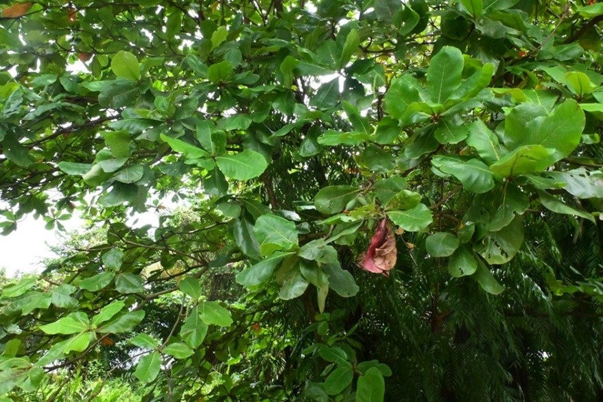 Indian Almond