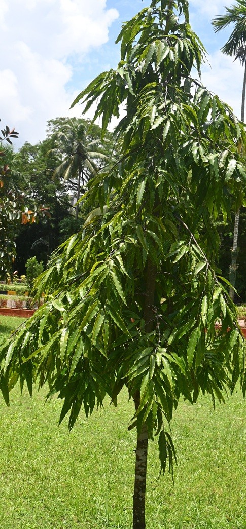 False Ashoka