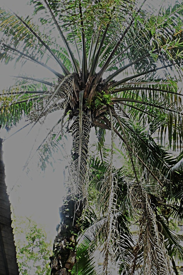 Oil Palm