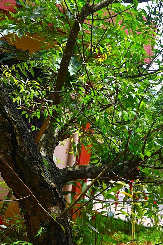 Neem Tree