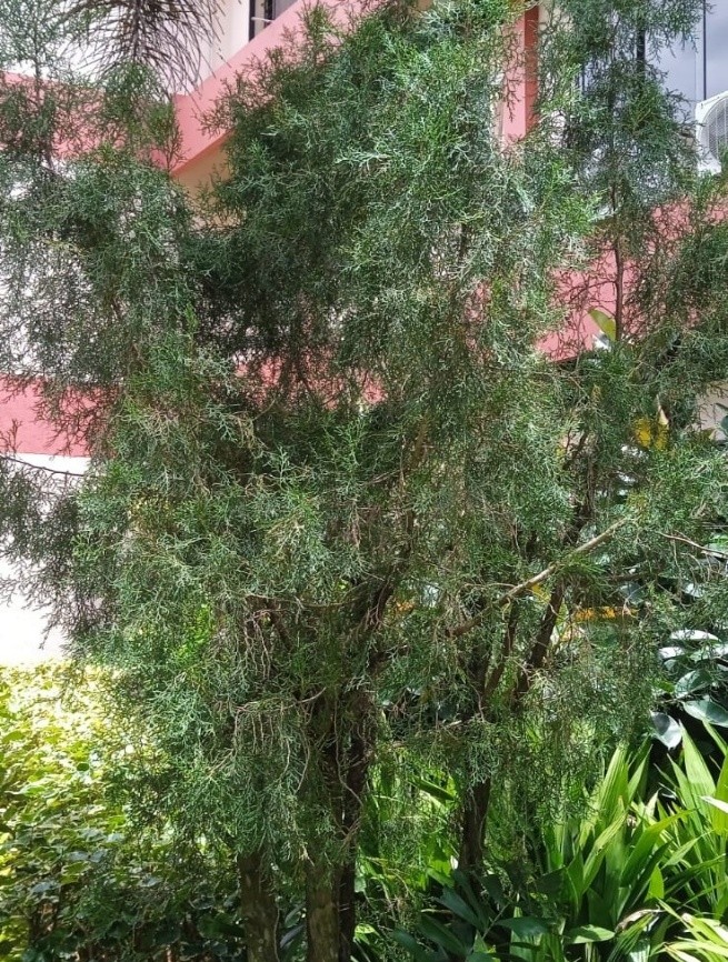 Chinese Juniper