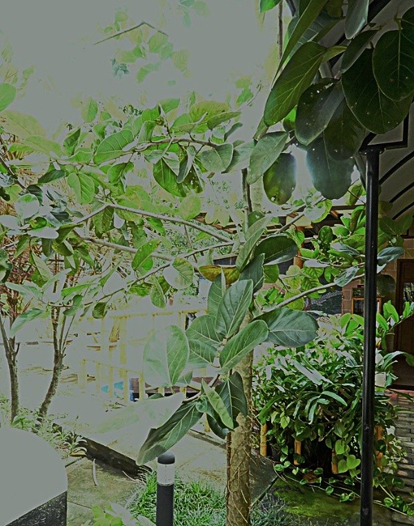 Banyan Tree