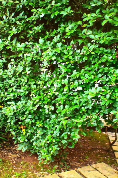Ringed Fig